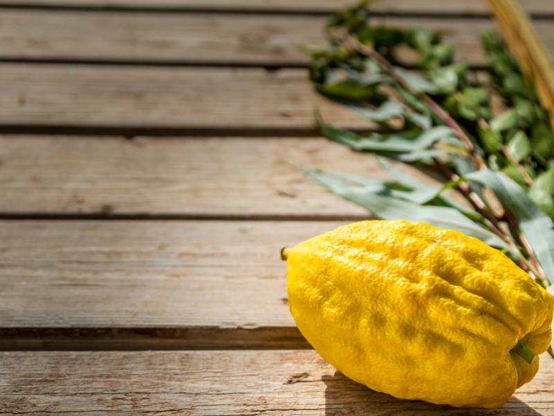 Purchase a Lulav & Etrog